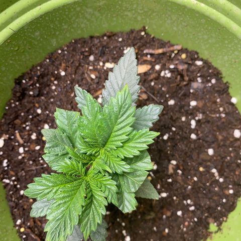 Purple dream  growlog photo: Tips fell off where burnt badly 