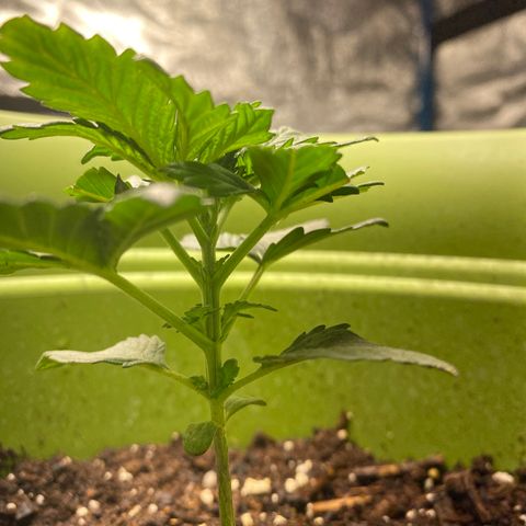 Purple dream  growlog photo: Tips fell off where burnt badly 
