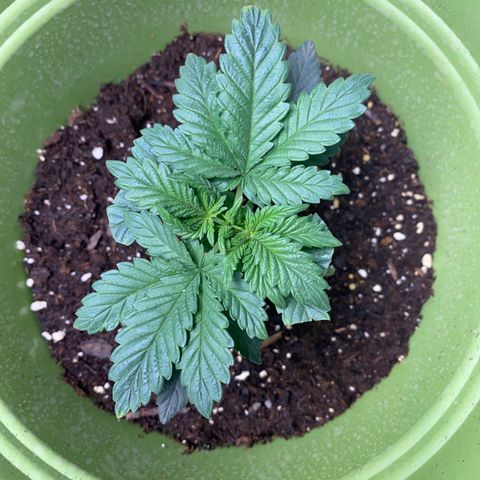 Purple dream  growlog timeline photo