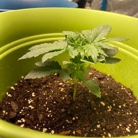 Purple dream  growlog timeline photo