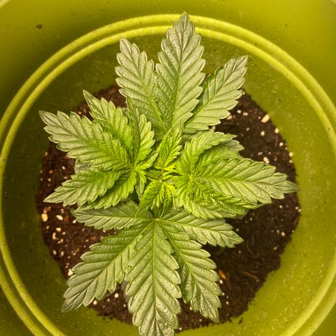 Purple dream  growlog timeline photo