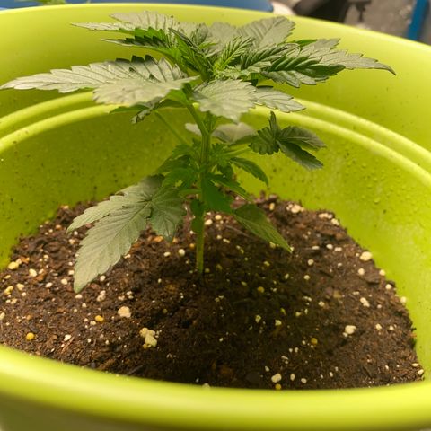 Purple dream  growlog timeline photo