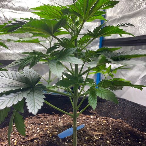 Purple dream  growlog timeline photo