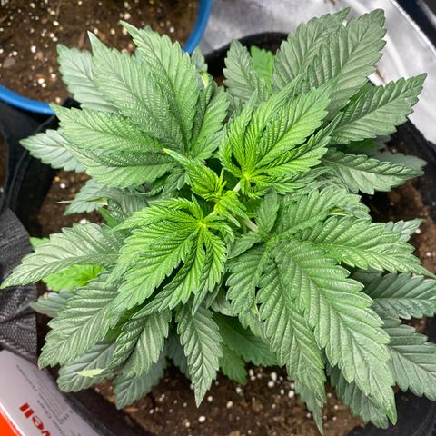 Purple dream  growlog timeline photo