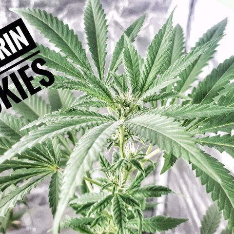 Mandarin Cookies growlog timeline photo