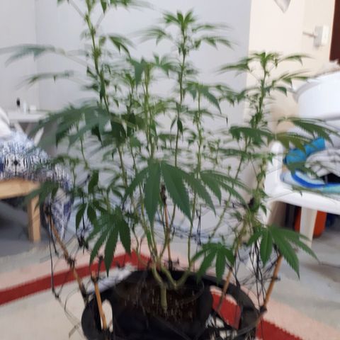 Mandarin Cookies growlog timeline photo