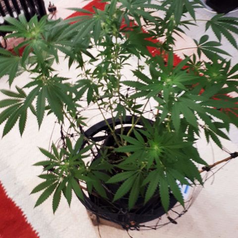 Mandarin Cookies growlog timeline photo