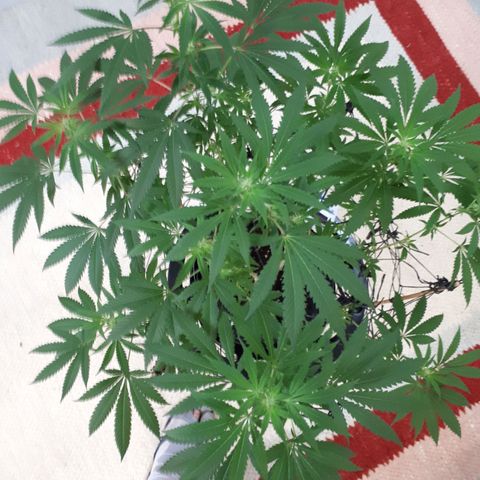 Mandarin Cookies growlog timeline photo