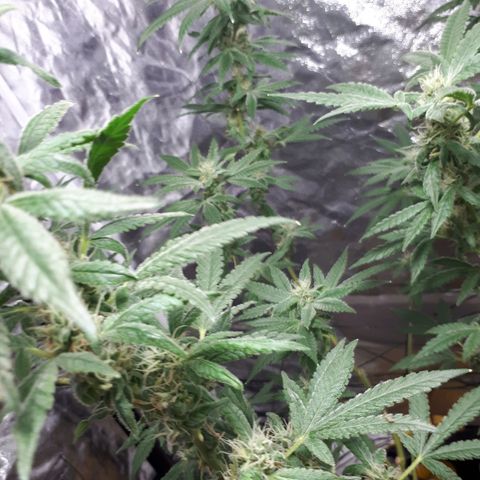 Mandarin Cookies growlog photo: So I realised I been under feeding my big mama.. but I think I gimot her just be in time..last trimester so I hope   fuck