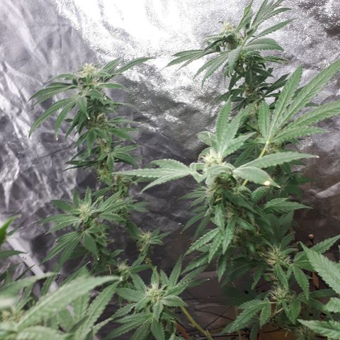 Mandarin Cookies growlog photo: So I realised I been under feeding my big mama.. but I think I gimot her just be in time..last trimester so I hope   fuck
