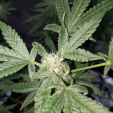 Mandarin Cookies growlog photo: So I realised I been under feeding my big mama.. but I think I gimot her just be in time..last trimester so I hope   fuck