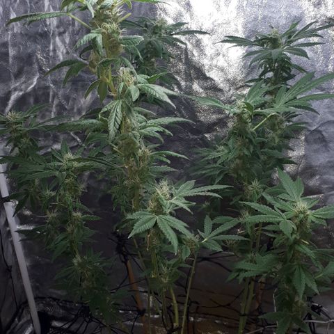 Mandarin Cookies growlog photo: So I realised I been under feeding my big mama.. but I think I gimot her just be in time..last trimester so I hope   fuck
