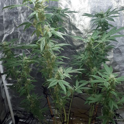 Mandarin Cookies growlog photo: So I realised I been under feeding my big mama.. but I think I gimot her just be in time..last trimester so I hope   fuck
