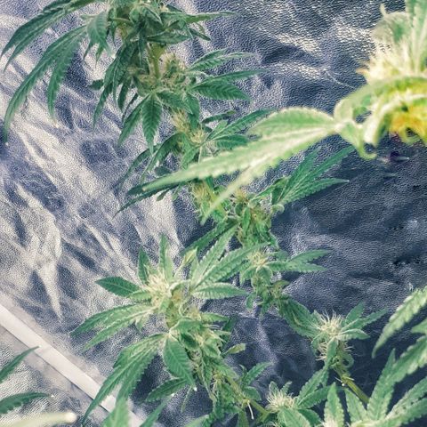 Mandarin Cookies growlog photo: So I realised I been under feeding my big mama.. but I think I gimot her just be in time..last trimester so I hope   fuck