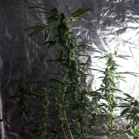Mandarin Cookies growlog timeline photo