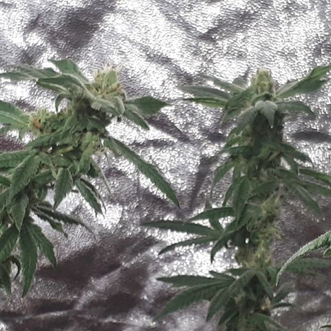 Mandarin Cookies growlog photo: Nearly there..