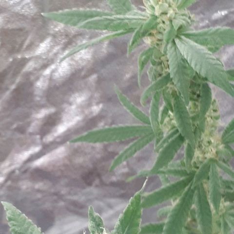 Mandarin Cookies growlog photo: Nearly there..