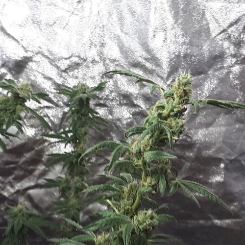 Mandarin Cookies growlog photo: Nearly there..