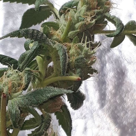 Mandarin Cookies growlog photo: Nearly there..