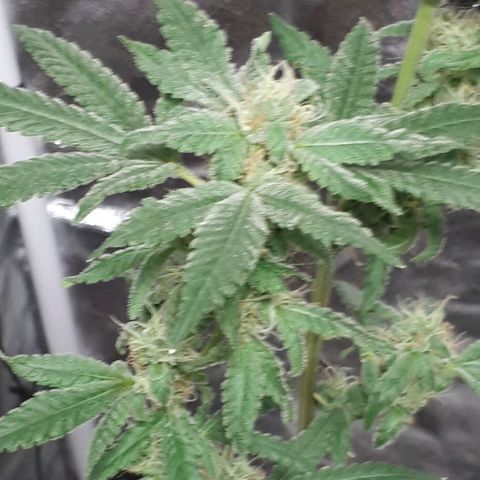 Mandarin Cookies growlog photo: Nearly there..