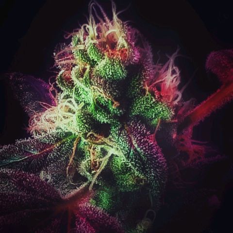 Mandarin Cookies growlog photo: Funky colors 