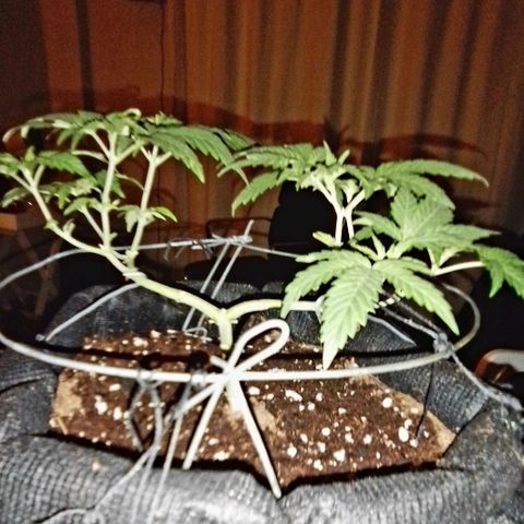 Mandarin Cookies growlog timeline photo