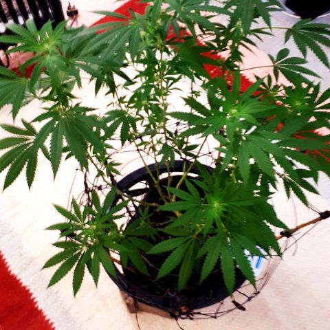 Mandarin Cookies growlog timeline photo