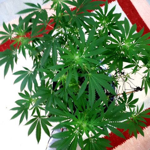 Mandarin Cookies growlog timeline photo
