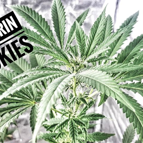 Mandarin Cookies growlog timeline photo