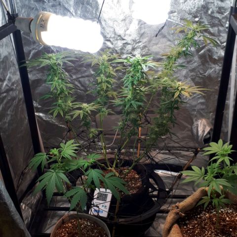 Mandarin Cookies growlog timeline photo