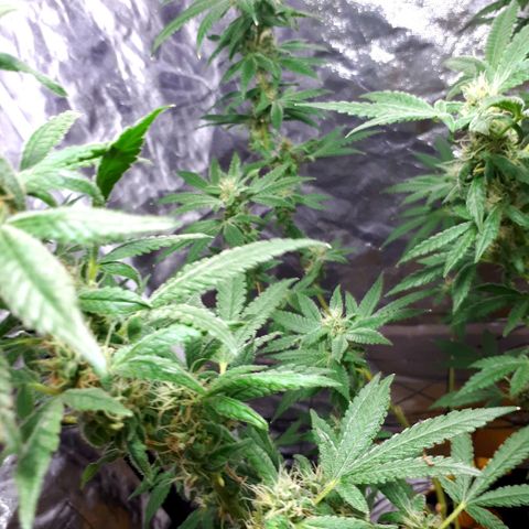 Mandarin Cookies growlog timeline photo