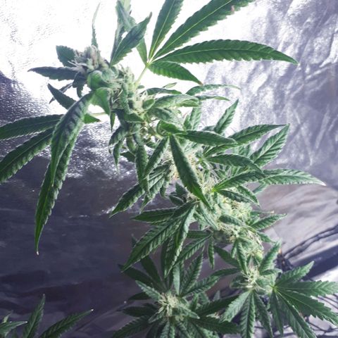 Mandarin Cookies growlog timeline photo