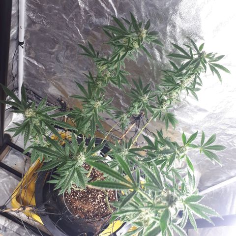 Mandarin Cookies growlog timeline photo