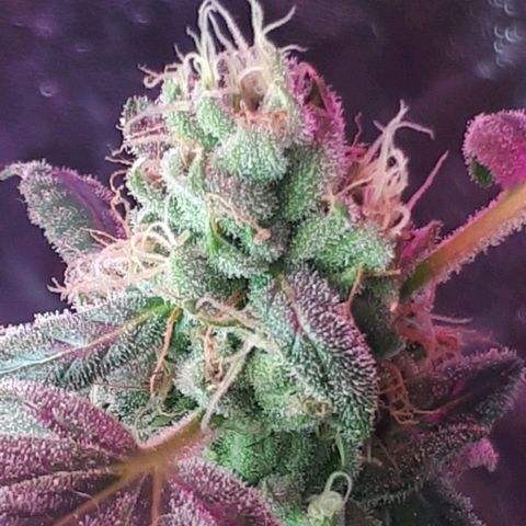 Mandarin Cookies growlog timeline photo