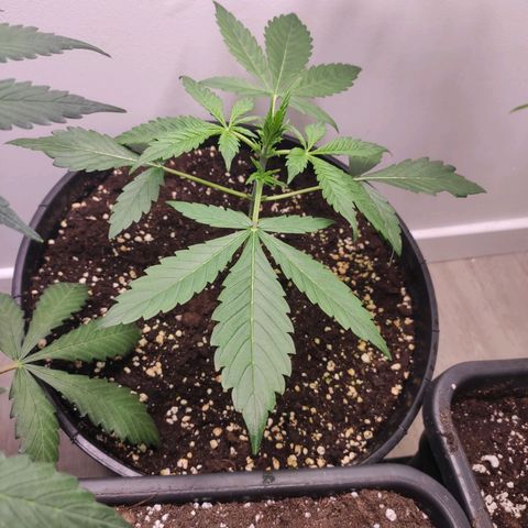 RQS (Royal Jack) growlog timeline photo