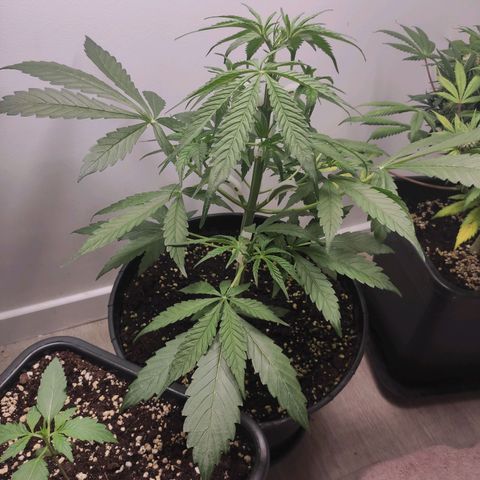 RQS (Royal Jack) growlog timeline photo