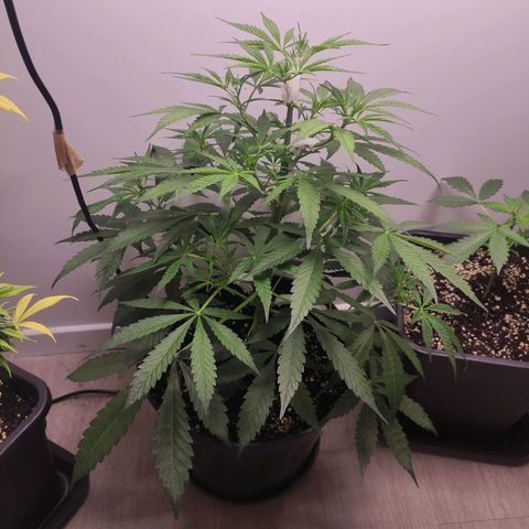 RQS (Royal Jack) growlog timeline photo
