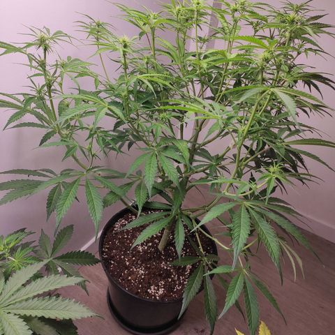 RQS (Royal Jack) growlog timeline photo