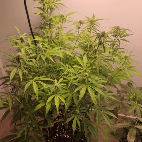 RQS (Royal Jack) growlog timeline photo