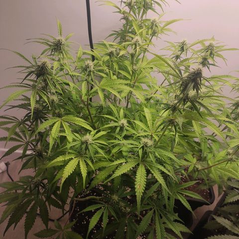 RQS (Royal Jack) growlog timeline photo