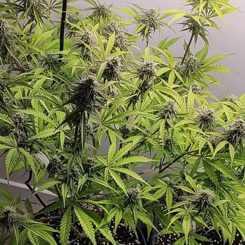 RQS (Royal Jack) growlog timeline photo