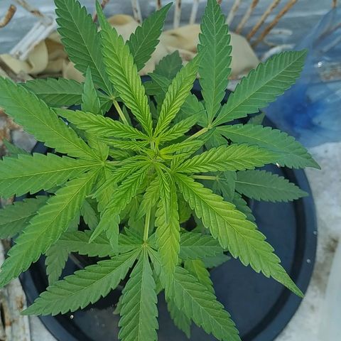 Genética desconocida growlog timeline photo