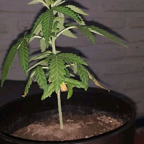 Genética desconocida growlog timeline photo