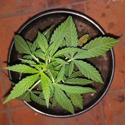 Genética desconocida growlog timeline photo