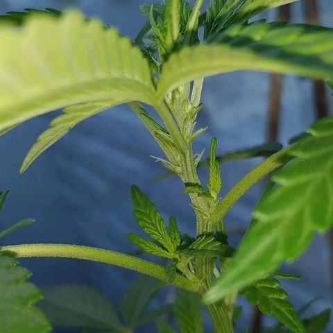 Genética desconocida growlog timeline photo