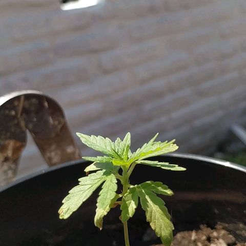 Genética desconocida growlog timeline photo