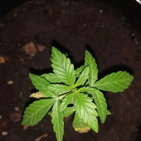 Genética desconocida growlog timeline photo