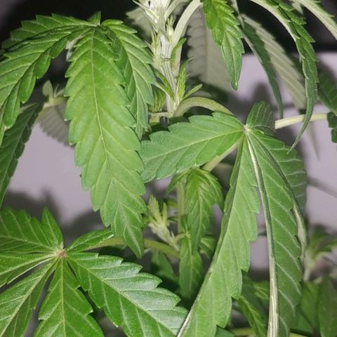 Genética desconocida growlog timeline photo