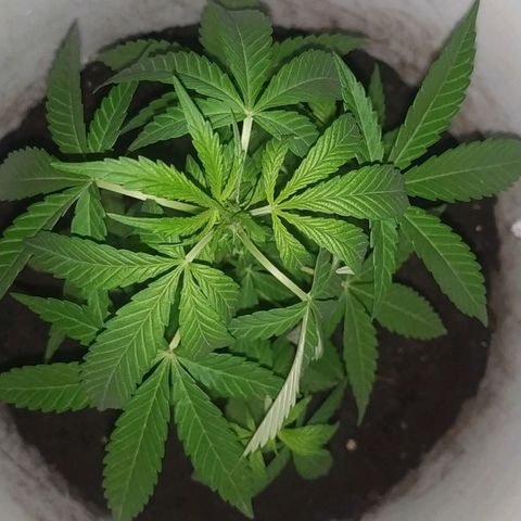 Genética desconocida growlog timeline photo