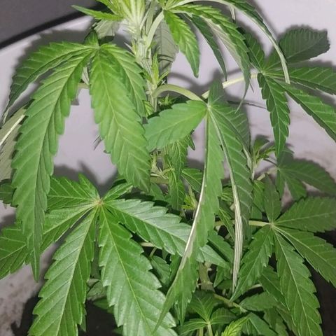 Genética desconocida growlog timeline photo